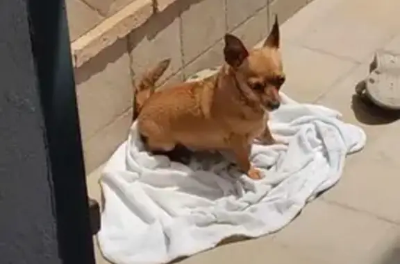 ¡Ayuda! Chihuahua Mayor Perdido - Devuélveme a Papá