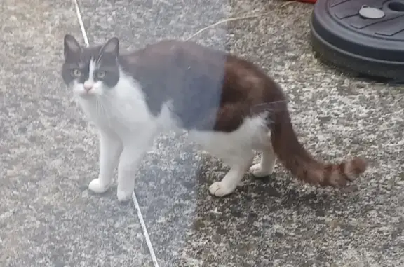 Chat sociable trouvé à Mouvaux - photo