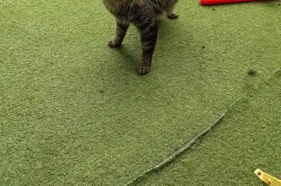 Chat tigré sociable trouvé à Angers - photo