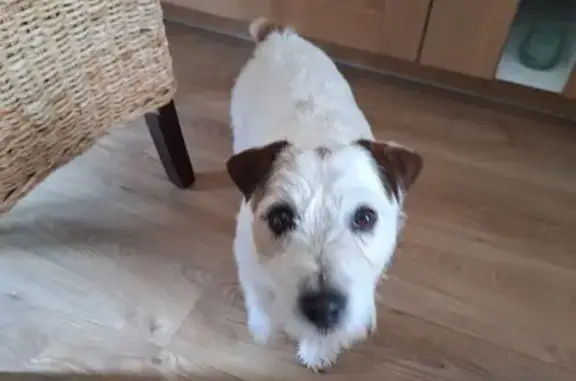 Chien trouvé Vernon, photo: Jack Russel perdu près de Bizy
