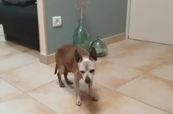 Animaux trouvés Seltz, photo: Chien Pinscher trouvé à Seltz