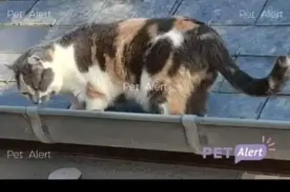 Chat perdu, , photo: Chatte perdue à Veulettes-sur-Mer