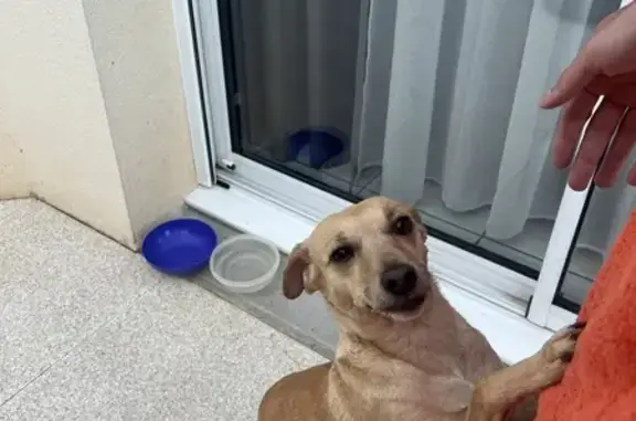 Chienne sable trouvée à Niort - photo
