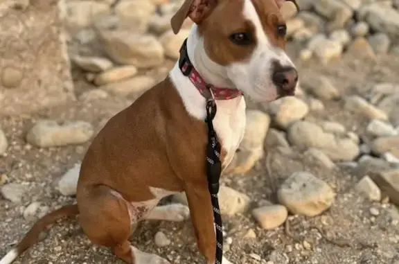 Lost Staffy Near St George Park - Help Find Her!
