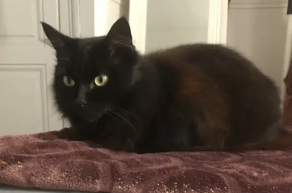 Chat perdu, Le Mans, photo: Chatte noire aux yeux verts perdue