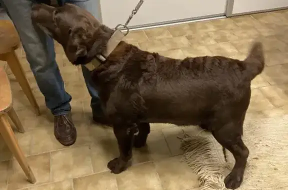 Chien trouvé , photo: Labrador chocolat trouvé au Mesnil
