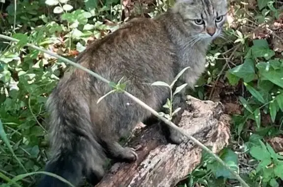 Animaux perdus , photo: Chatte Nouba perdue à Tizac-de-Curton