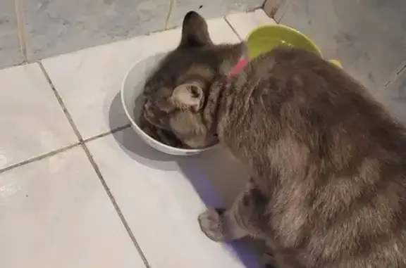 Chat gris et blanc trouvé - photo
