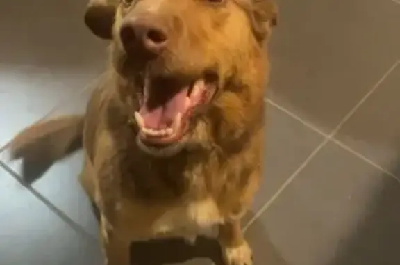 Chien femelle trouvé au Moulin du Gué - photo
