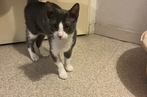 Chaton gris trouvé à Pont-Sainte-M. - photo