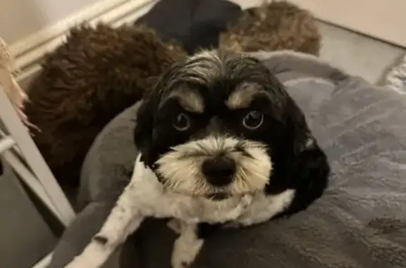 Lost Cavoodle! Black & White Female - Merri-bek