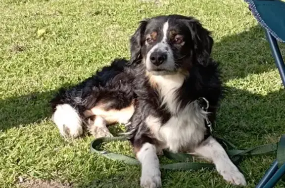 Chien perdu , photo : Chien Border collie perdu à Percy