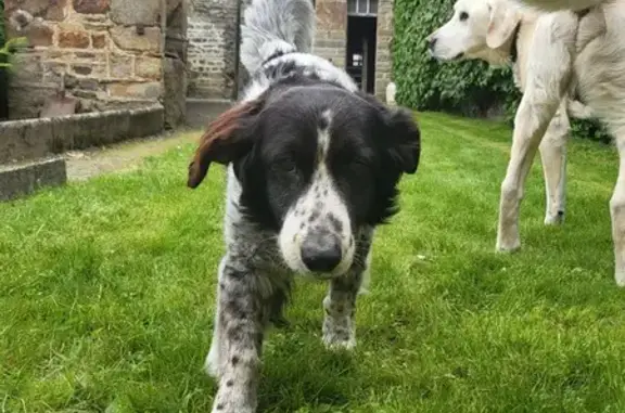 Chien trouvé Alençon, photo: Chien perdu rue St-Blaise, Alençon
