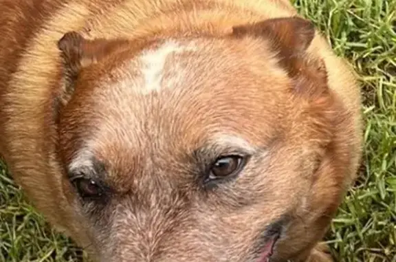 Help Find Stolen Dog! - 8yr Red Heeler, Strathbogie