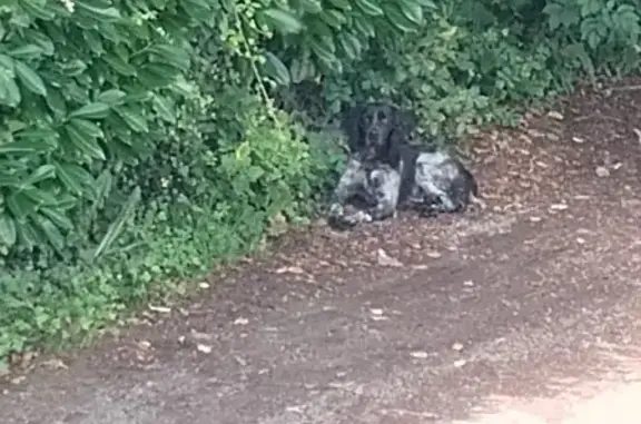 Chien Épagneul trouvé à Bassillac - photo