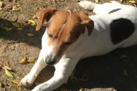 Mooki, Beagle-Fox égaré à Trélazé - photo