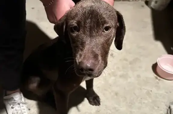 Labrador croisé trouvé à Beaucaire - photo