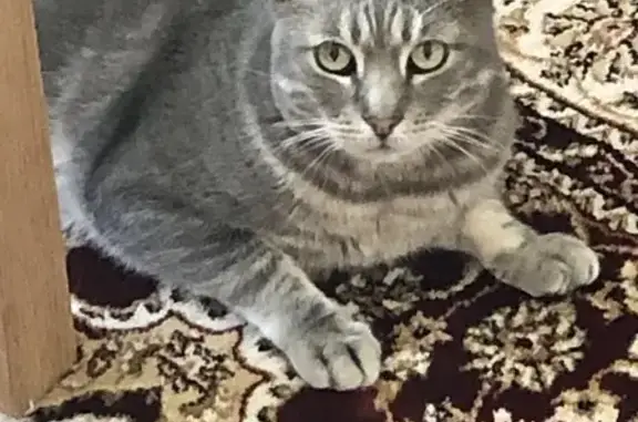 Lost Friendly Silver Cat on Chichester Rd!