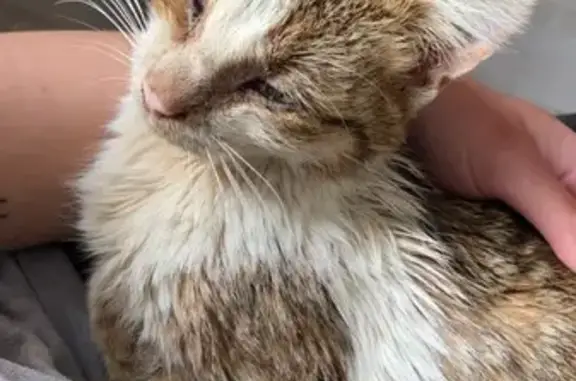 Chat trouvé Saint-Léonard, photo: Chaton tigré trouvé, état précaire