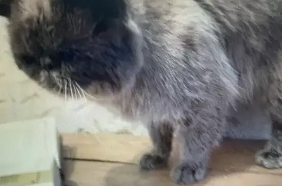 Chat perdu, , photo: Chat Persan Blue Point Perdu