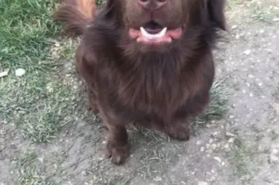 Chien perdu Pernes-les-Fontaines, photo : Scoob, chien marron perdu