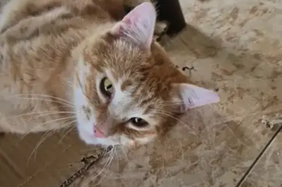 ¡Ayuda! Gato Naranja Cariñoso Perdido - Microchip