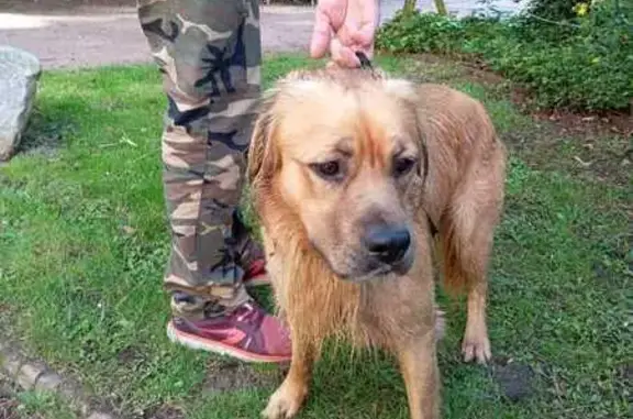 Chien sable mâle trouvé à Rouen - photo