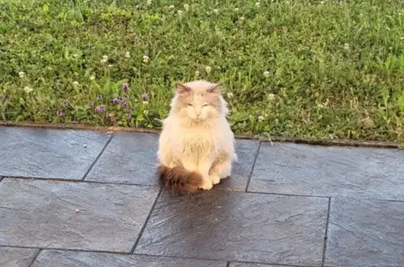 Animaux trouvés Vaivre-et-Montoille, photo: Chat trouvé à Vaivre-et-Montoille