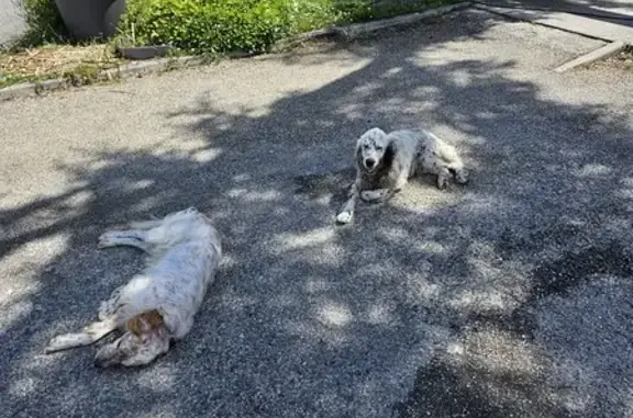 Chiens Setters trouvés à Montbeton - photo