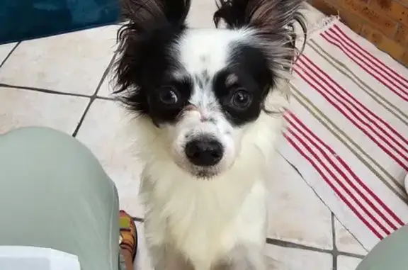 Chien perdu à St-Étienne retrouvé - photo