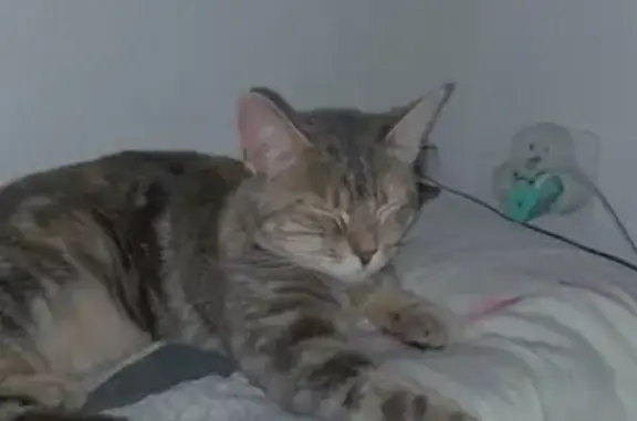 Chat perdu, Brive-la-Gaillarde, photo: Avis de recherche: NALA tricolore