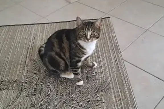 Chatte perdue à Monestier, pucée - photo