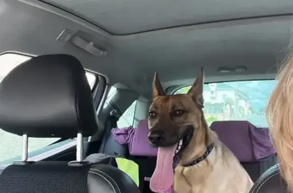 Chiot perdu à Mazé-Milon secouru - photo