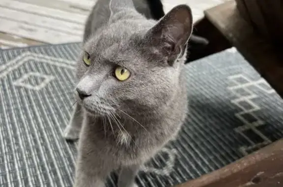 Found: Cuddly Grey Cat with White Spot!