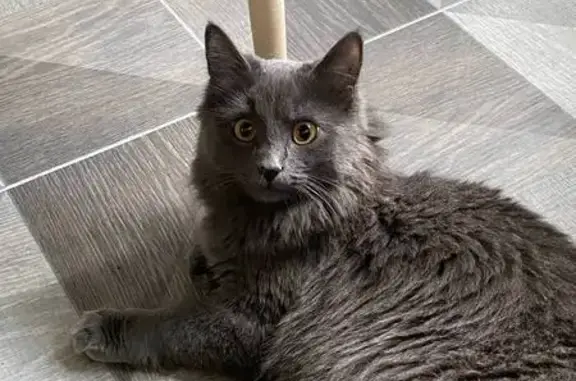 Lost Gray Cat Susie - Ulitsa Postovalova 23