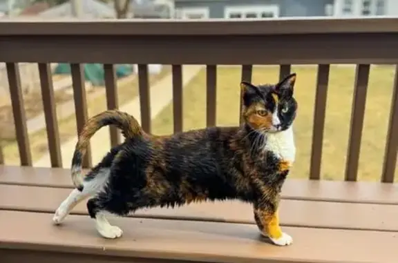 Lost Calico Cat on Broadway Ave, Evanston!