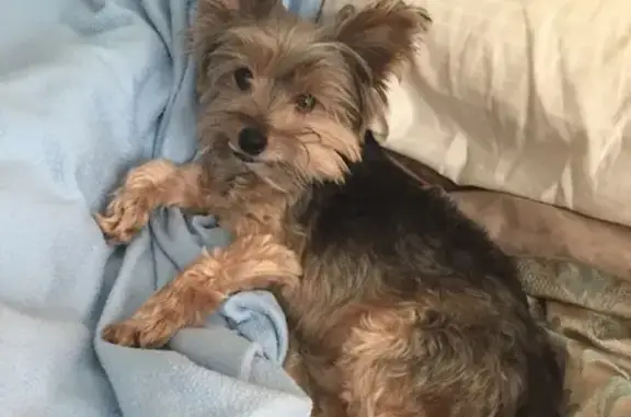Lost Senior Yorkie - Carriage Gate Dr, 155
