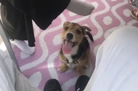 Fox terrier retrouvé à St-Pierre - photo
