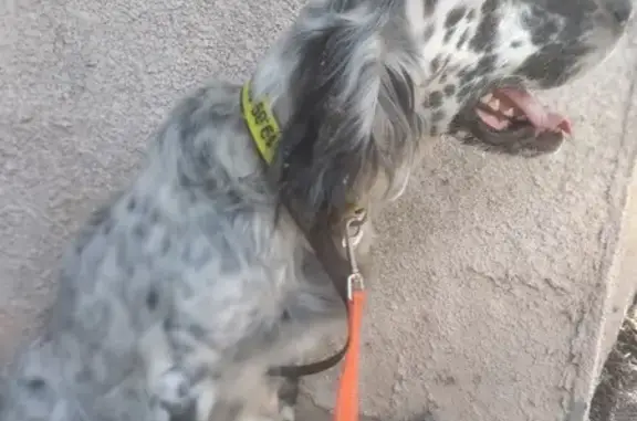 Setter blanc et noir trouvé - photo