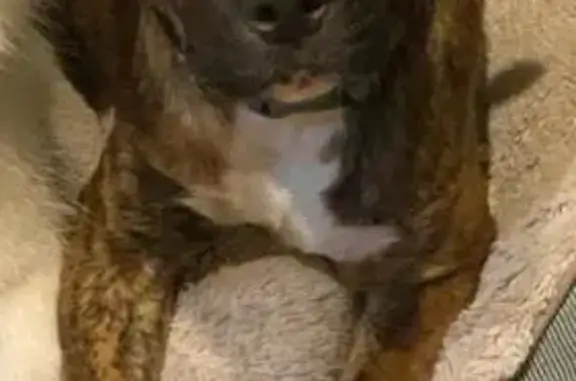 Lost Brindle Pitt Mix in Rose Valley, PA!