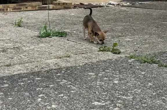 Chihuahua mâle perdu à Moissy - photo