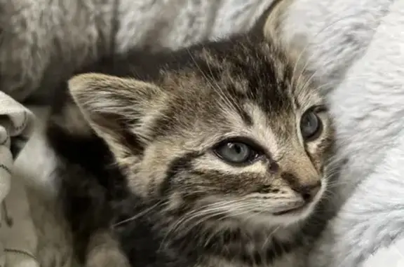 Chaton trouvé à Argentré-du-Plessis - photo
