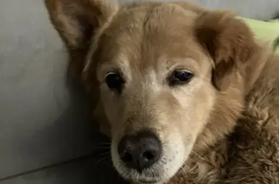 Chien blessé à Pierrevert cherche maître - photo
