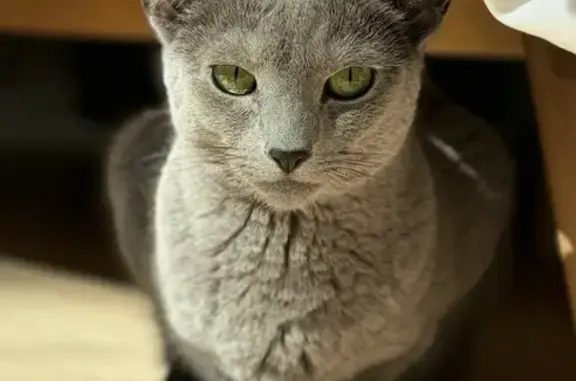 Lost Russian Blue Cat in Concord, MA!