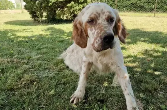 Chien setter anglais trouvé à Monteux - photo