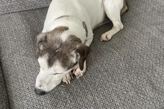 Chien perdu Crégy-lès-Meaux, photo : Fox, Jack Russell âgé perdu