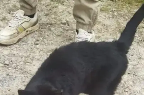 Animaux trouvés , photo: Chat Max noir retrouvé à Magneville