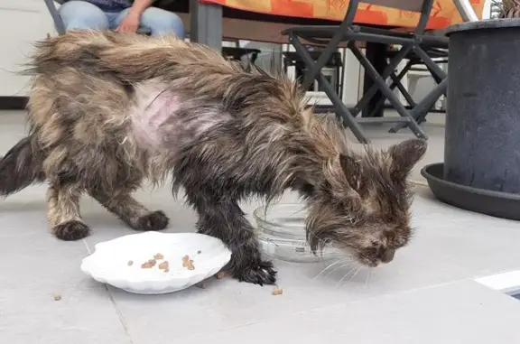 Chat émacié trouvé à Bischwiller - photo