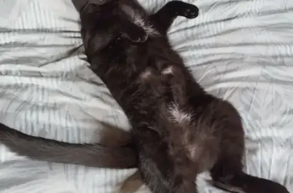 Animaux perdus , photo: Chat noir disparu à Mathenay