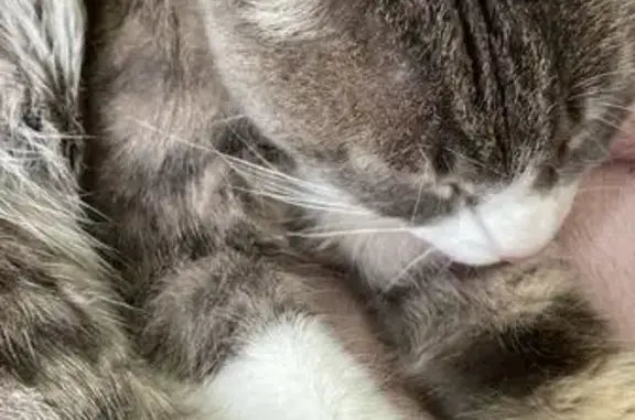 Chat trouvé à Ciré-d'Aunis - photo